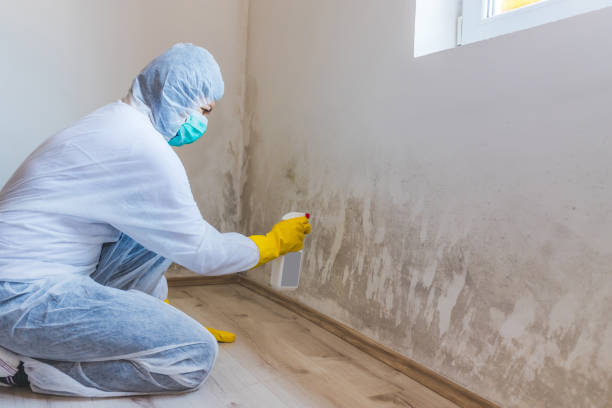 Licensed Basement Mold Removal service in Rockton, PA - WQB Mold Removal
