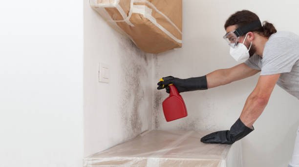 Professional Basement Mold Removal technician working in Rockton, PA