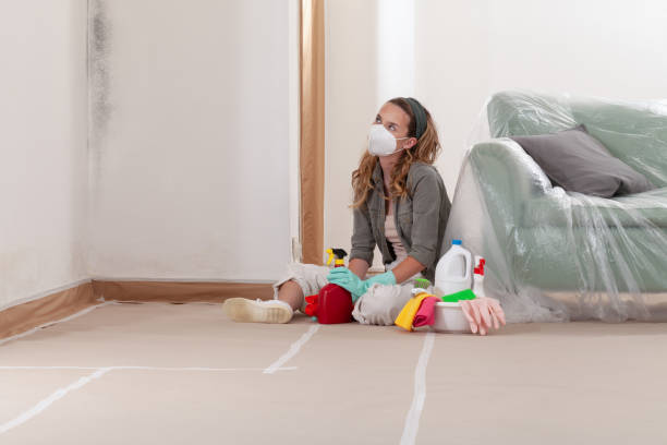 Reliable Basement Mold Removal contractor in Rockton, PA by WQB Mold Removal